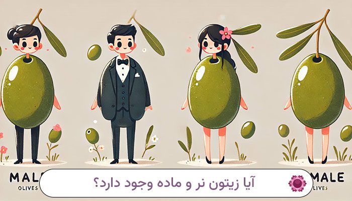 آیا زیتون نر و ماده وجود دارد