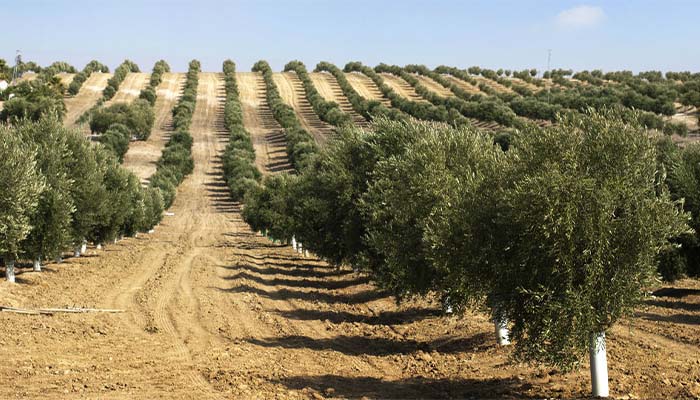 انتخاب نهال زیتون