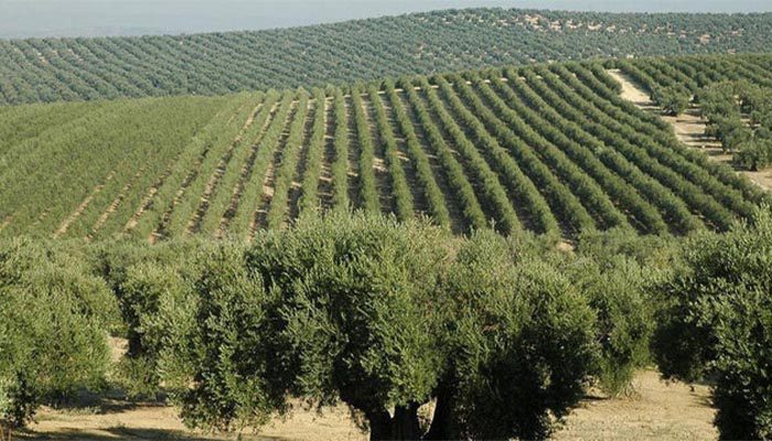 شناسایی زیتون نر و ماده
