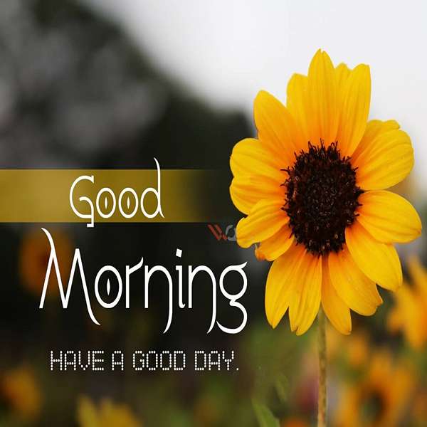 عکس صبح بخیر