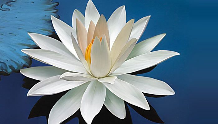 نیلوفر آبی گل ماه اسفند