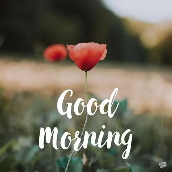عکس صبح بخیر